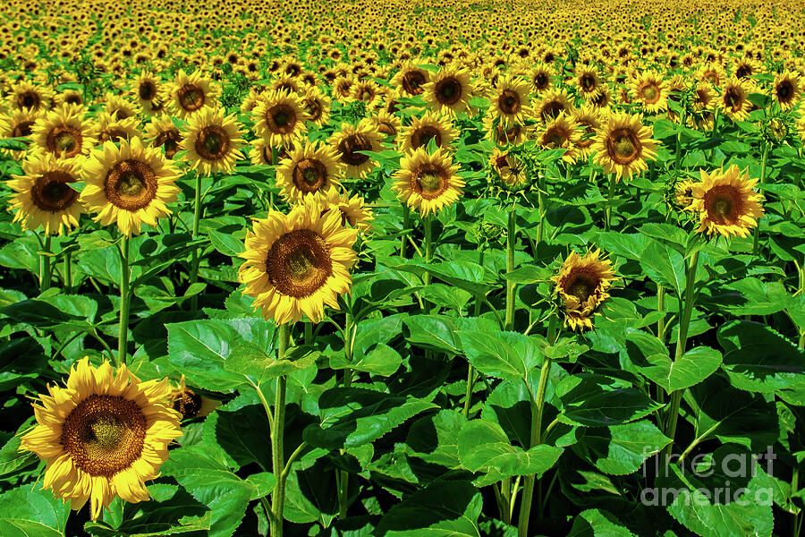 Field With Common Sunflowers With Big Yellow Blossoms In Austria Photograph by Andreas Berthold