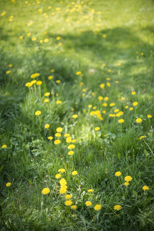 Field with dandelions Photograph by Jan Hakan Dahlstrom