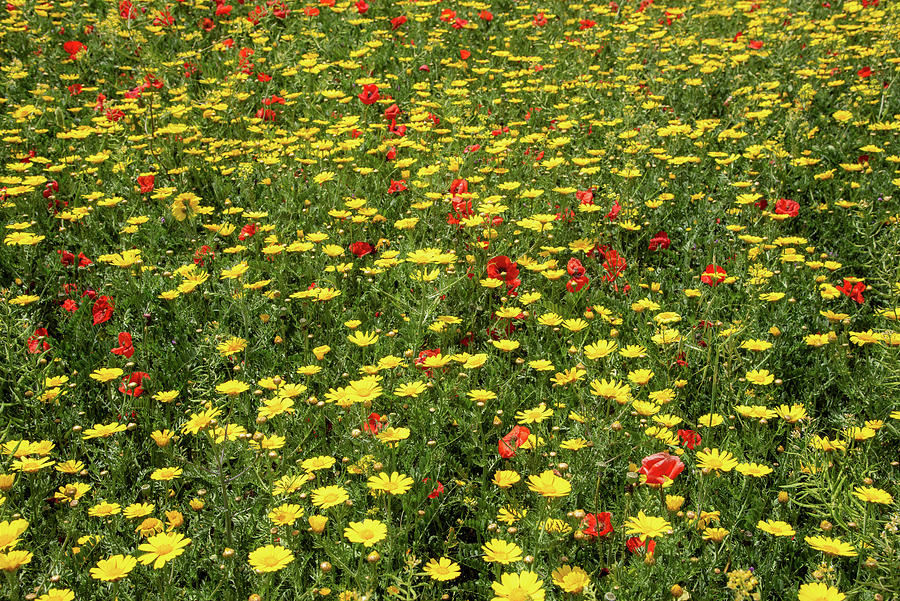 Field with yellow blooming marguerite and red poppy flowers. Spring nature background Photograph by Michalakis Ppalis