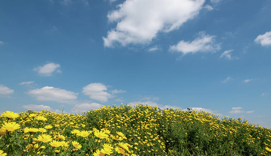 Field With Yellow Marguerite Daisy Blooming Flowers Against And Blue Cloudy Sky. Spring Landscape Nature Background Photograph