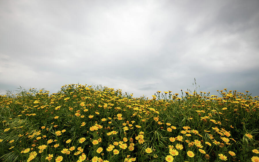 Field with yellow marguerite daisy blooming flowers against cloudy sky. Spring landscape nature background Photograph by Michalakis Ppalis