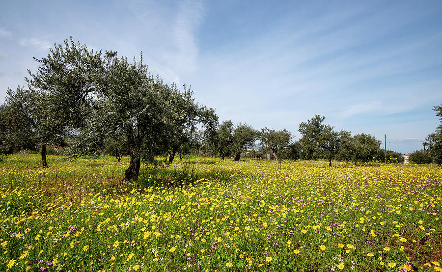 Field with yellow marguerite daisy blooming flowers and olive trees against and blue cloudy sky. Photograph by Michalakis Ppalis
