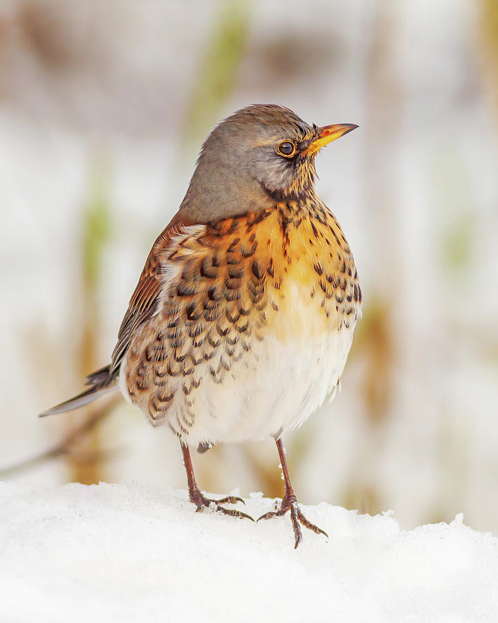 Fieldfare in the snow Photograph by Grant Glendinning