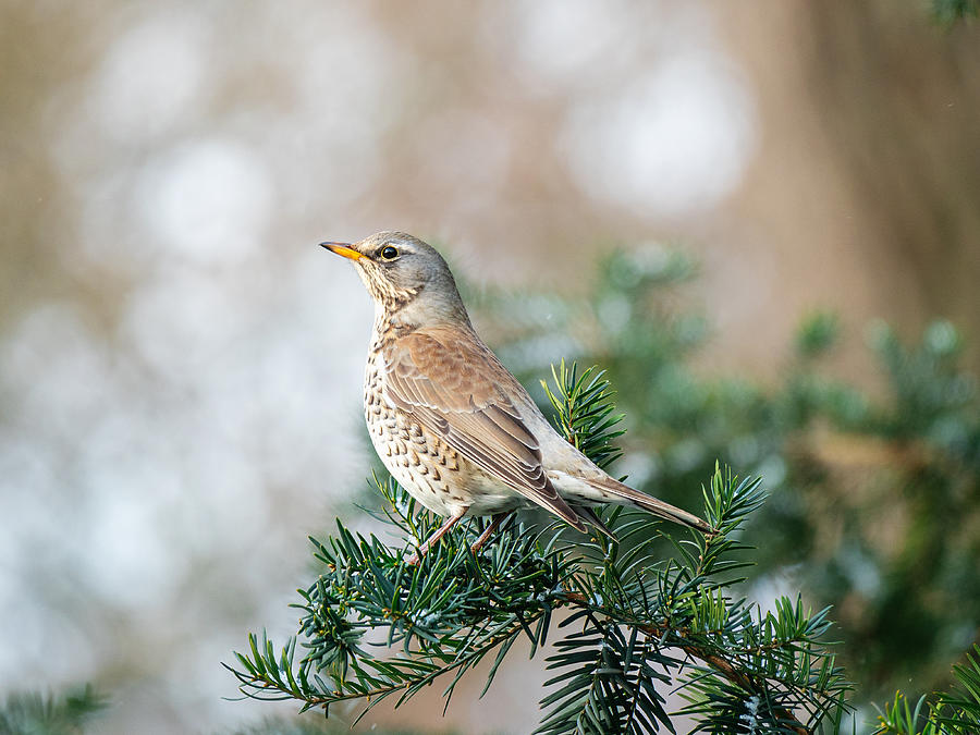 Fieldfare perched on fir tree branch Photograph by TorriPhoto