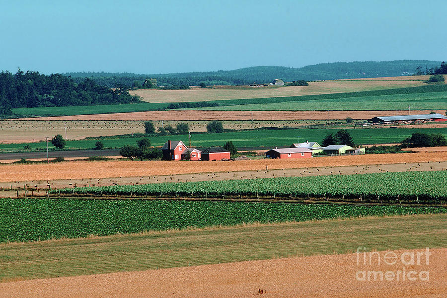 Fields And Fields Of Hay Farming Iat Whiby Island Washington Photograph