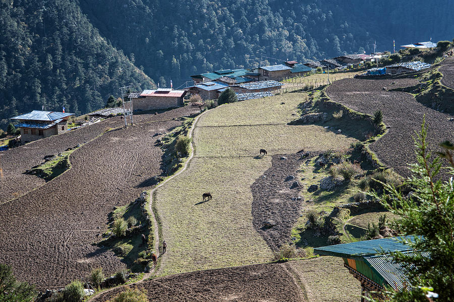 Fields and houses in the village of Laya, Gasa District, Snowman Trek, Bhutan Photograph by © Pascal Boegli