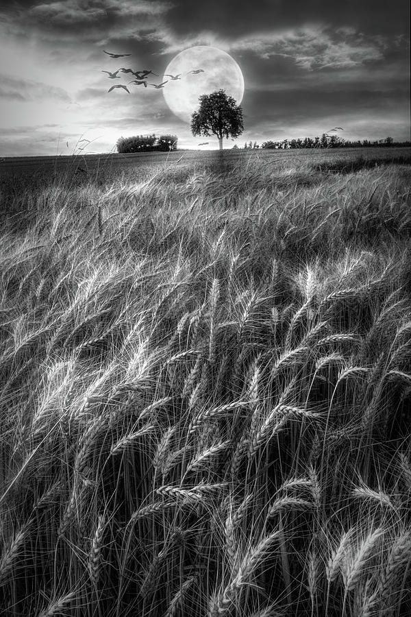 Fields in Early Evening II Black and White Photograph by Debra and Dave Vanderlaan
