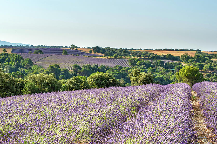 Fields In Provence Photograph by Rob Hemphill