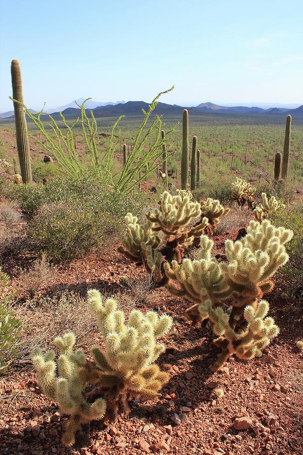 Fields Of Cacti Photograph