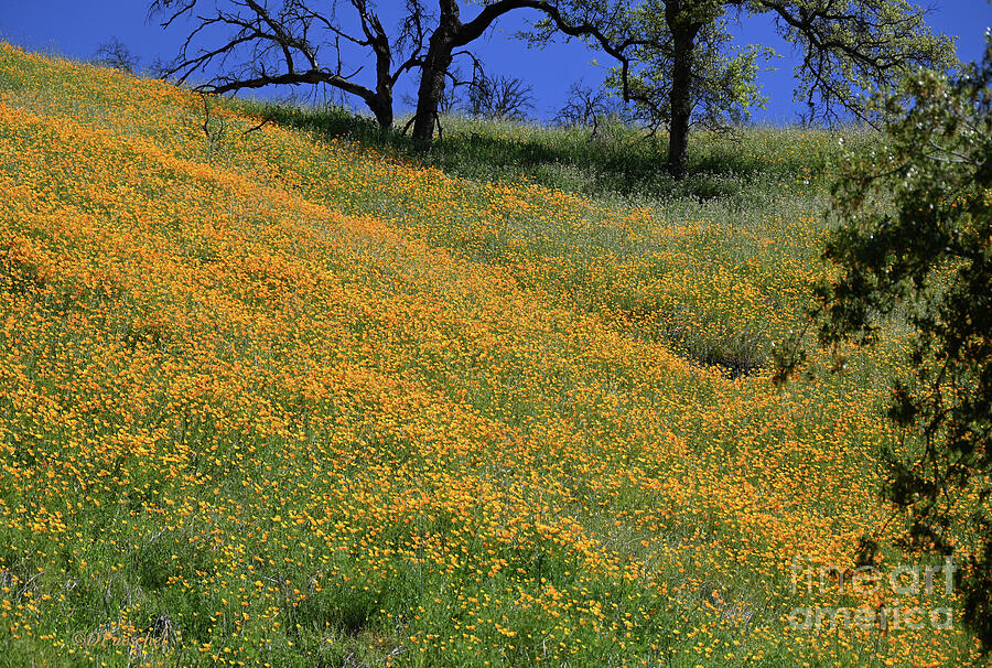 Fields of California Poppy Photograph by Debby Pueschel - Pixels