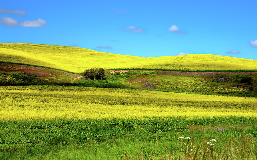 Fields of Canola Photograph by David Patterson