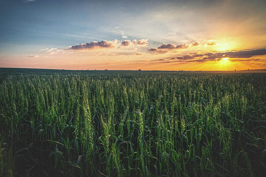 Fields of corn sunset Photograph by Mati Krimerman