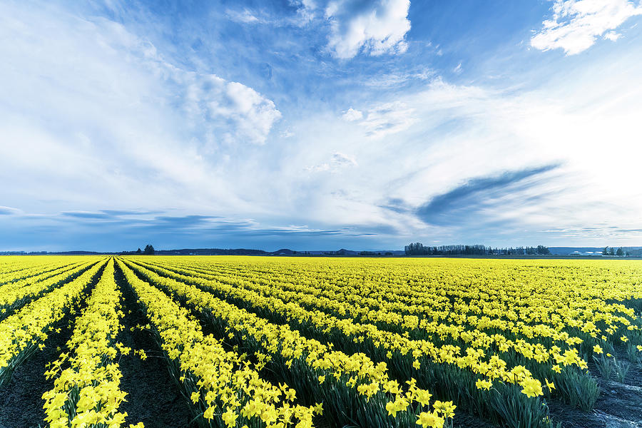 Fields of Daffodils Photograph by Tim Reagan Pixels