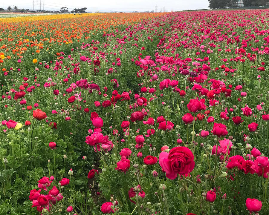 Fields of Flowers Photograph by Angie Mahoney