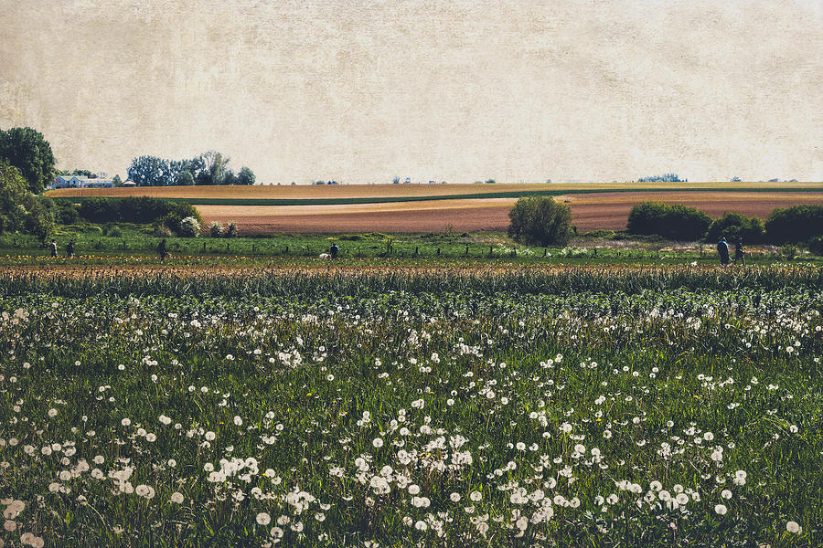 Fields of flowers Photograph by Yasmina Baggili