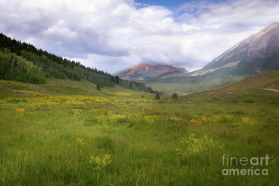 Fields of Fluffy in Crested Butte Colorado Photograph by Courtney Eggers
