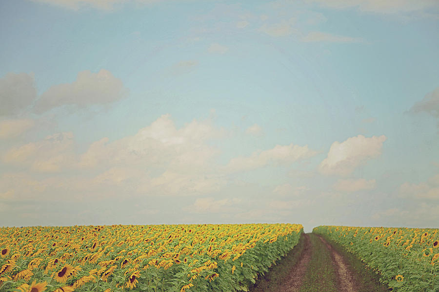 Fields of Gold Photograph by Carrie Ann Grippo-Pike