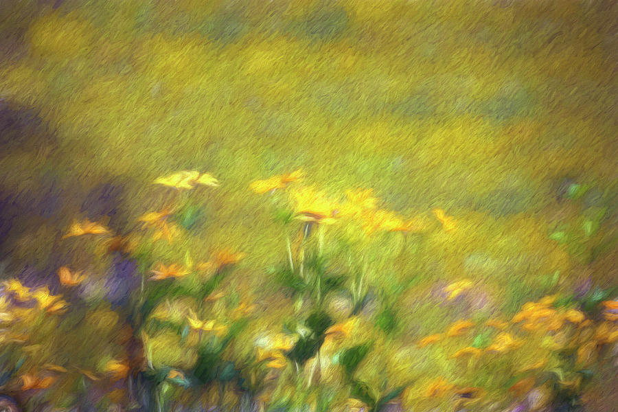 Fields Of Gold Photograph