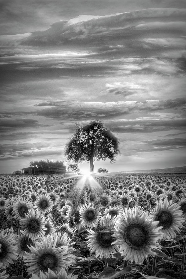Fields of Gold II in Black and White Photograph by Debra and Dave Vanderlaan