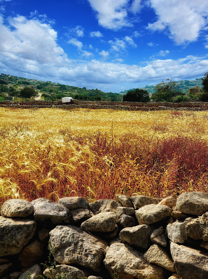 Fields of Gold in Wied Babu - Landscape photo Photograph by Stephan Grixti