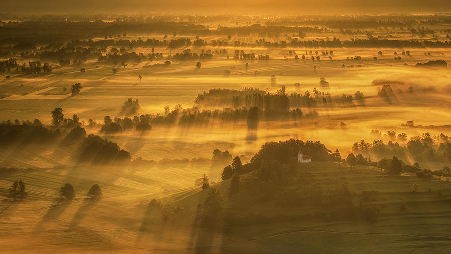Tree Photograph - Fields of Gold by Piotr Skrzypiec