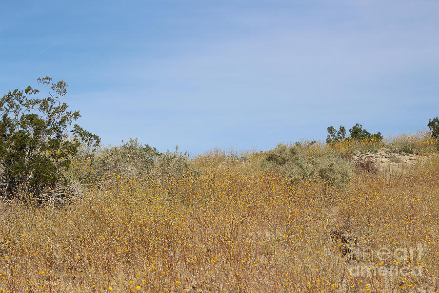 Fields of Golden Wildflowers Coachella Valley Wildlife Preserve Photograph by Colleen Cornelius