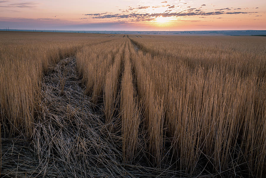 Fields of grain Photograph by Stephen Holst