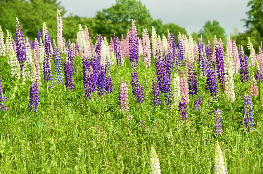Fields of  Lupines Two Photograph by Caroline Stella