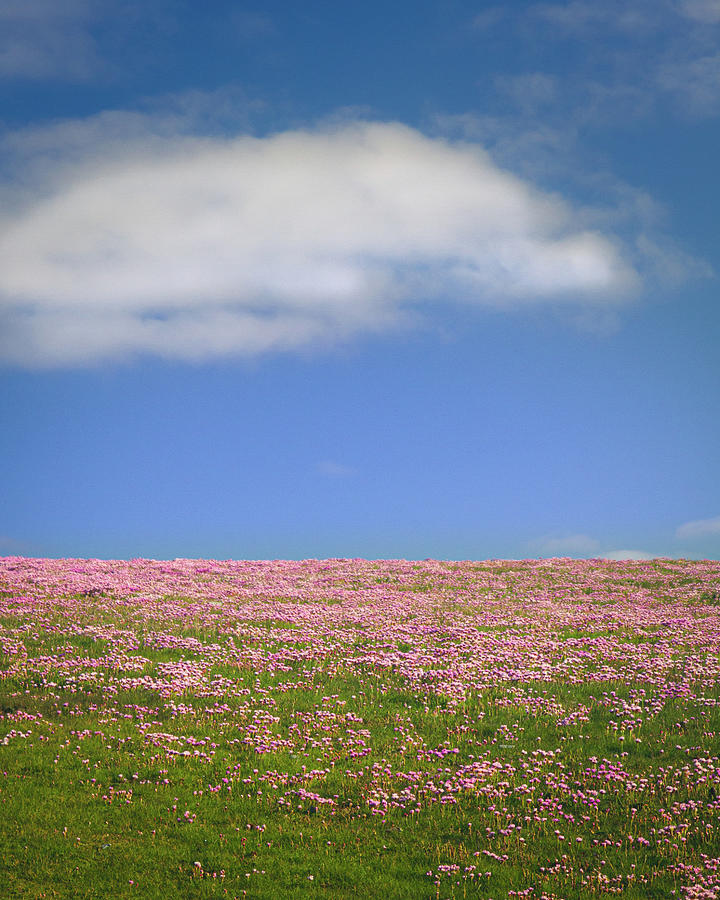Fields Of Seapink Photograph