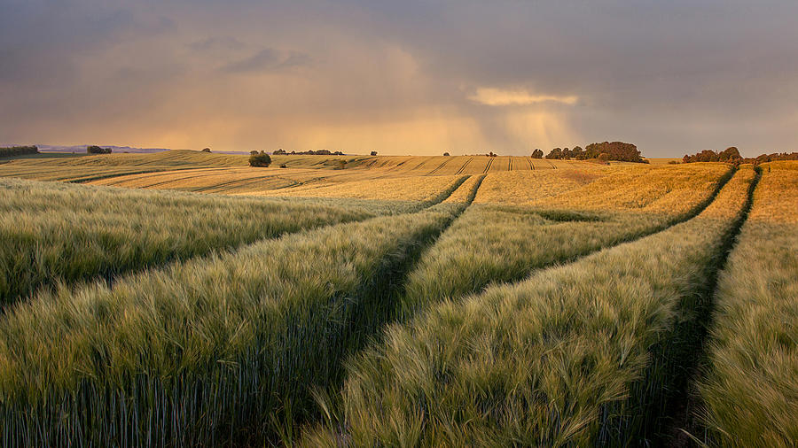 Fields Of Wheat Photograph by Nick Brundle Photography