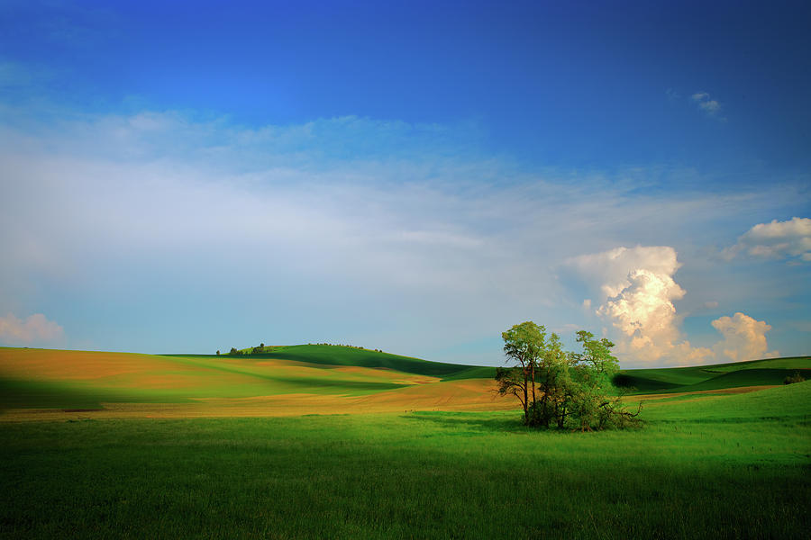 Farm Photograph - Fields of Whitman County by Rick Berk