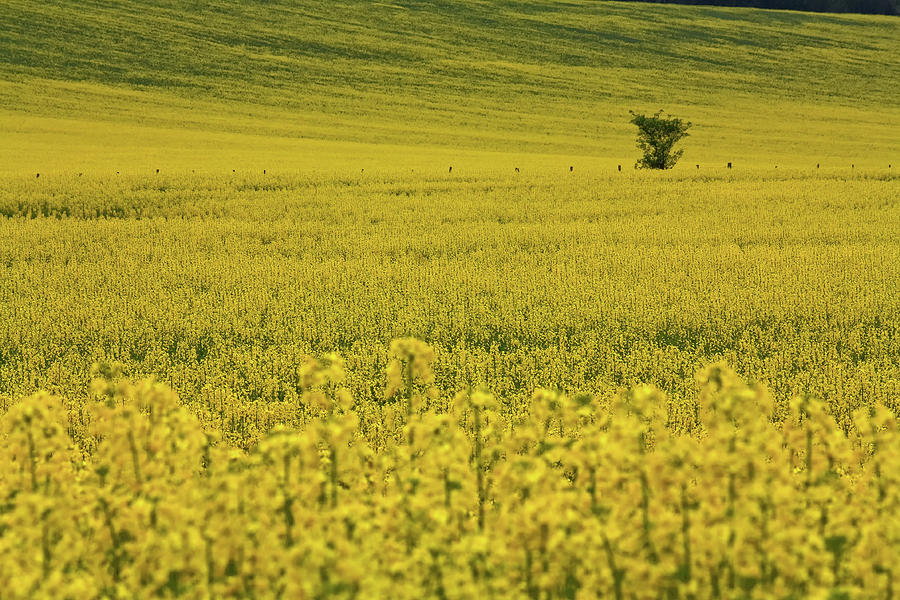 Fields of Yellow Photograph by Shirley Mitchell