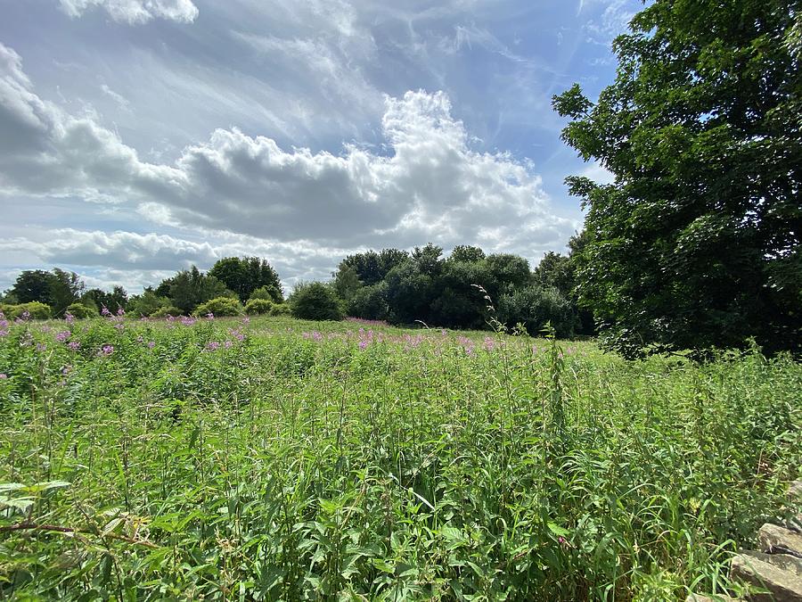 Fields with Wild Plants in Brighouse, UK Photograph by Derek Oldfield ...