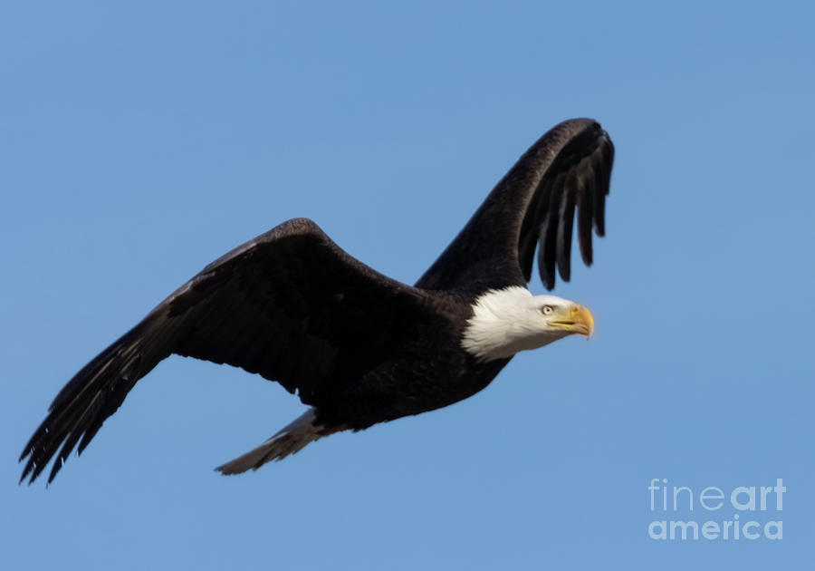  Fierce Bald Eagle at Barr Lake Photograph by Steven Krull
