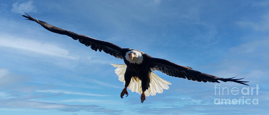 Fierce Bald Eagle Photograph