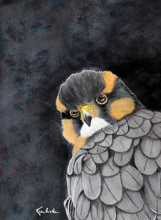 Fierce Little Falcon Watercolor Painting by Kimberly Walker
