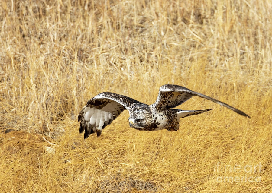 Fierce Rough Legged Hawk Photograph by Steven Krull