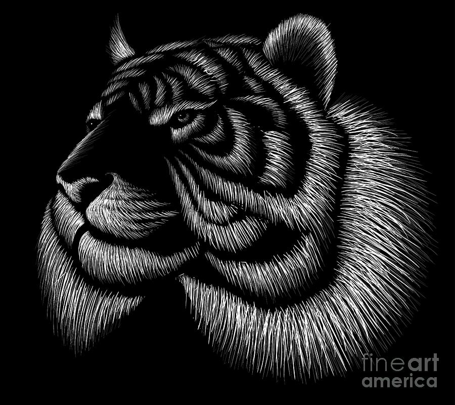 fierce white tiger drawing