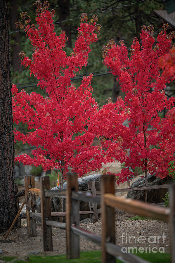 Fiery Autumn Trees Photograph by Melissa OGara