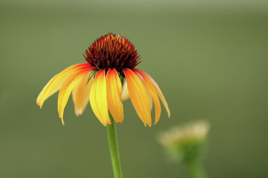 Fiery Coneflower Photograph by Lens Art Photography By Larry Trager