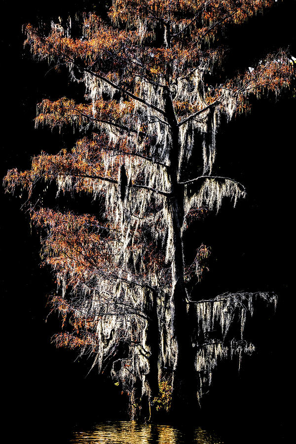 Fiery Cypress Photograph by Fran Gallogly