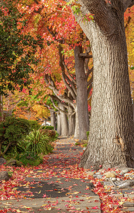 Fiery Fall Foliage Photograph by Patrick Civello - Pixels