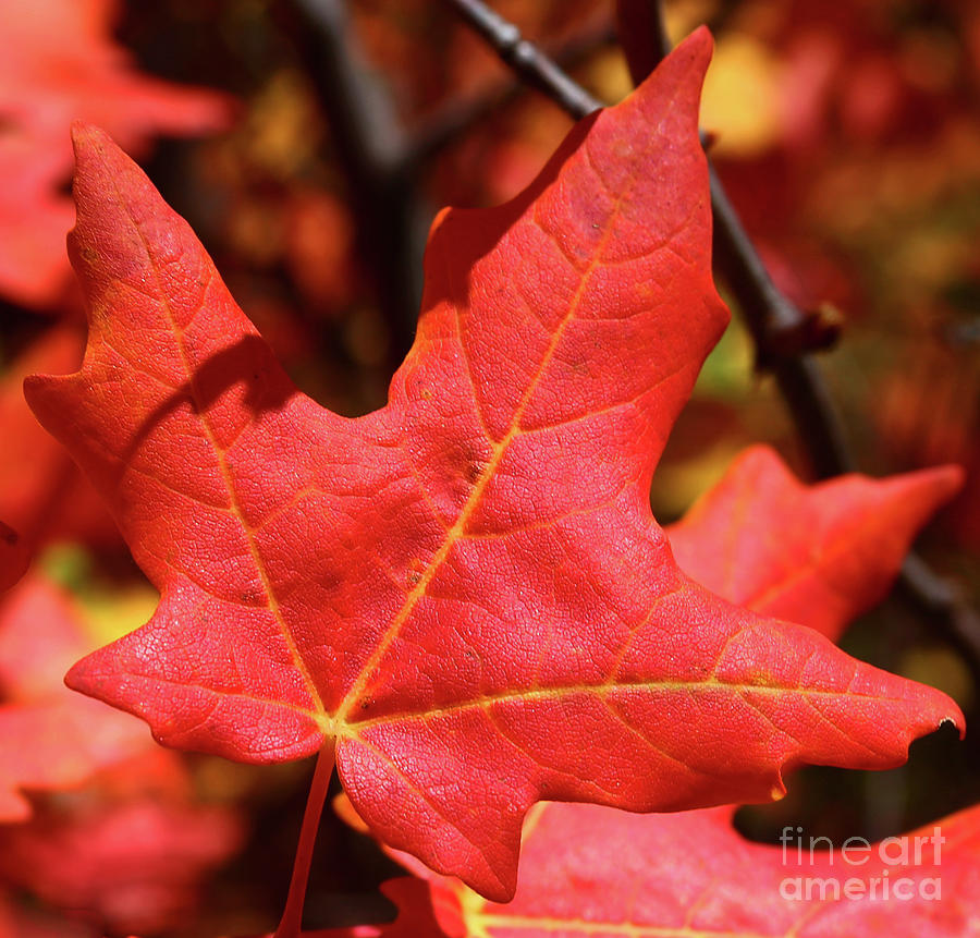 Fall Photograph - Fiery Fall Maple by Marty Fancy