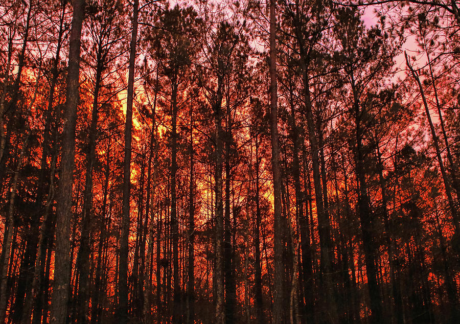 Fiery Fall Woods Photograph by Eyes Of CC