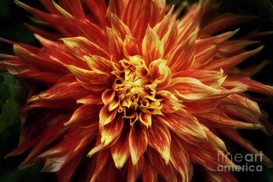 Fiery Flower Photograph by Ant Smith