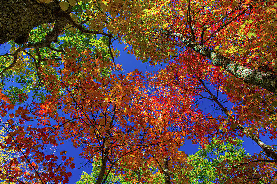 Fiery Foliage Photograph by Alan Maurer - Fine Art America