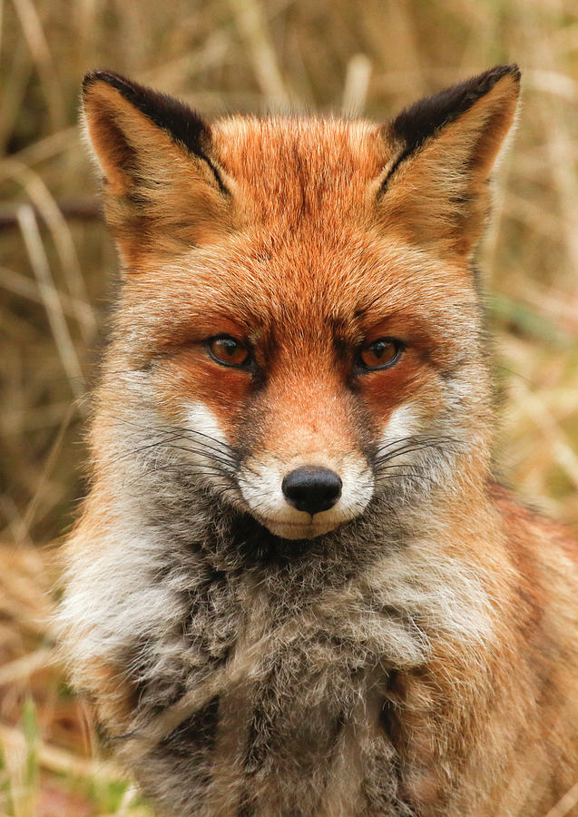 Fiery Fox Photograph by Ikhenkle Imagery - Fine Art America