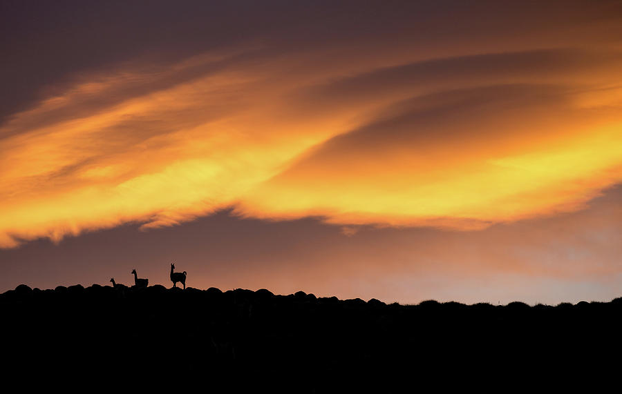 Torres Del Paine National Park Photograph - Fiery Guanaco Sunrise by Max Waugh