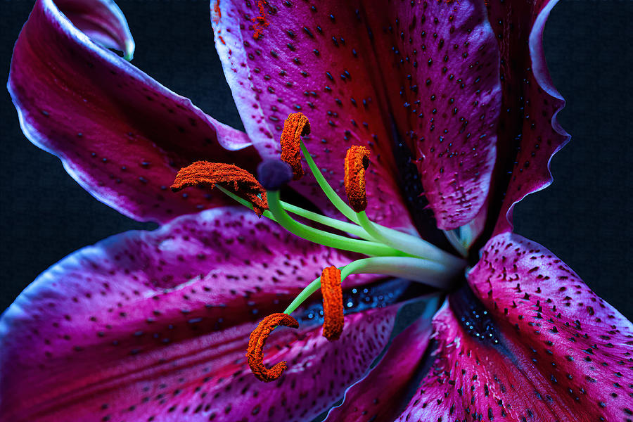 Fiery Lily Photograph by John Schultz - Fine Art America