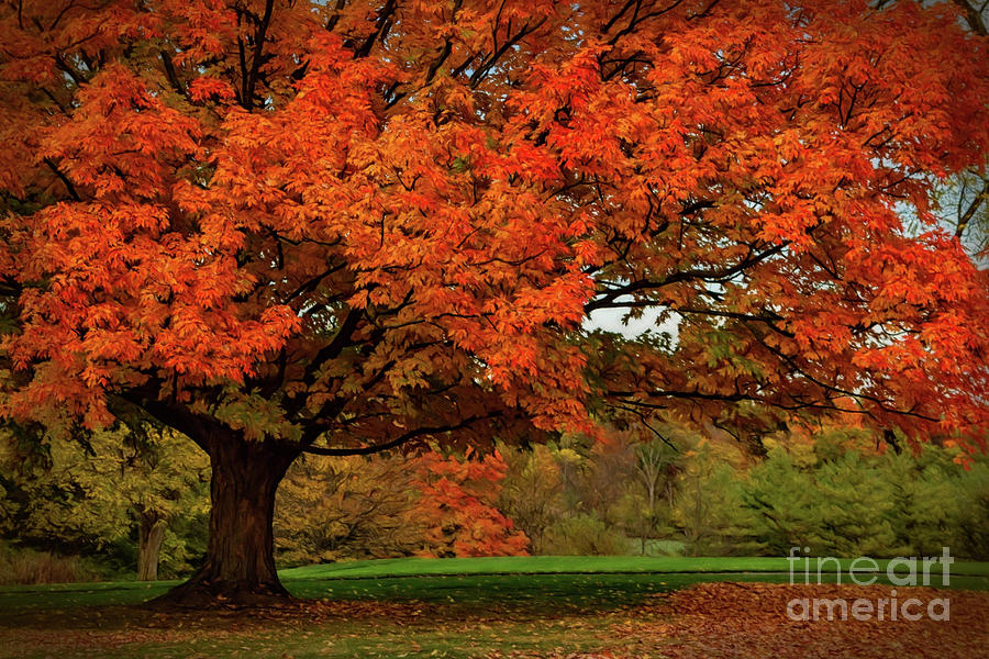 Fiery Oak Tree Photograph by Teresa Jack | Pixels